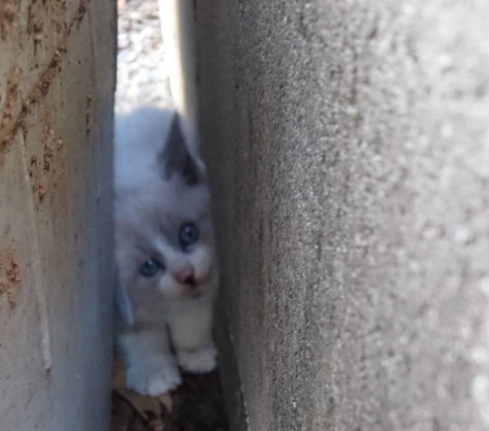 コンクリートの隙間に挟まる子猫2