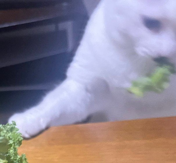 野菜を盗む猫（猫アップ）