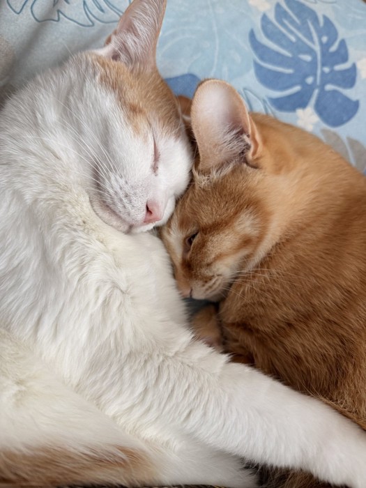 頭をくっつけて眠る2匹の猫