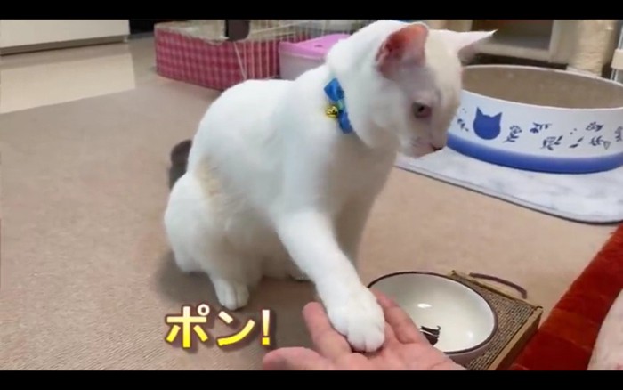 お手をする猫