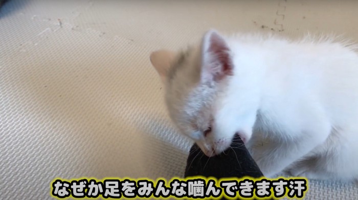 噛みつく猫