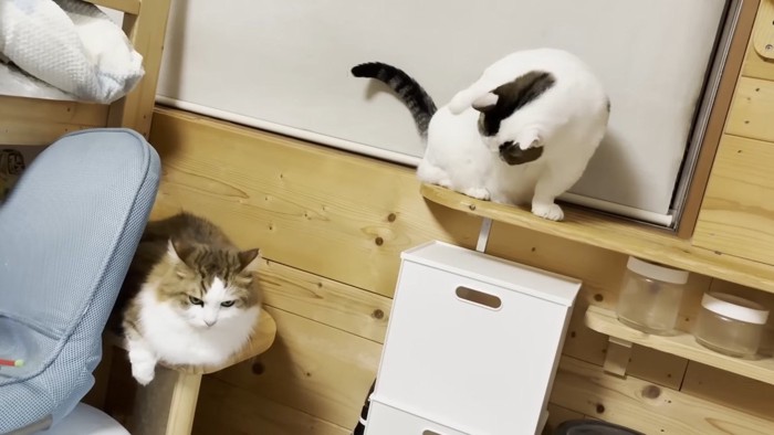 毛づくろいをする豆大福くん