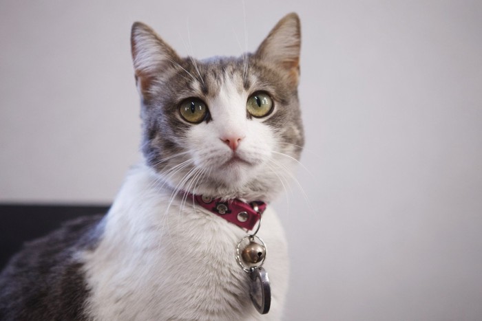 大きな装飾がついている首輪