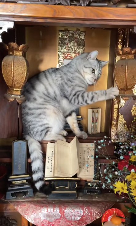 右前足で吊り灯籠を突く猫