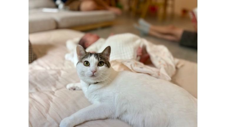 猫と赤ちゃん