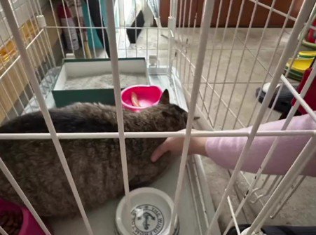 ケージに入った猫