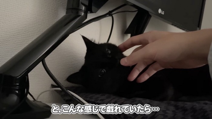 飼い主さんと戯れる猫