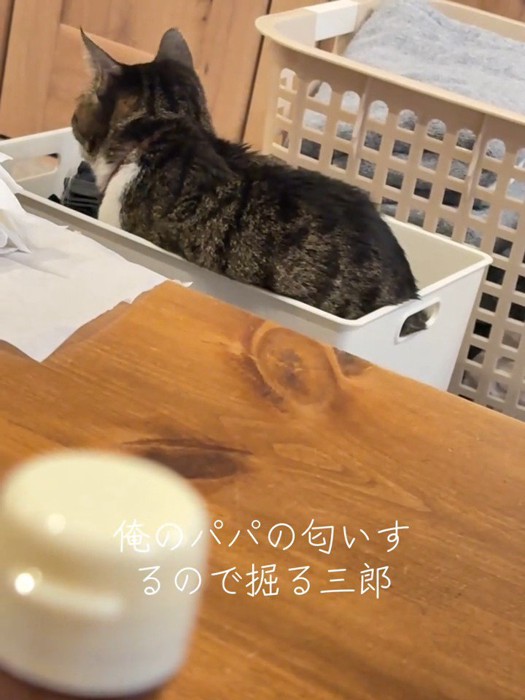 ケースの中に座る猫