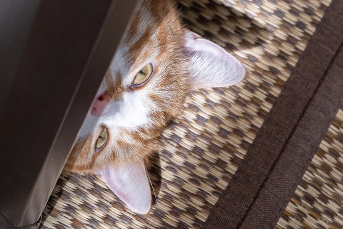 テーブルの下から顔を出す猫