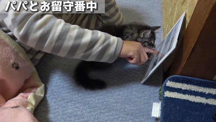 人の指にじゃれる子猫