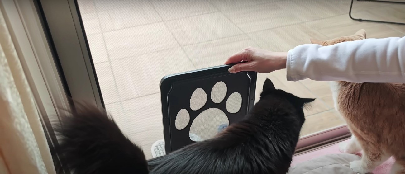 網戸のそばにいる2匹の猫%%興味津々の猫たち