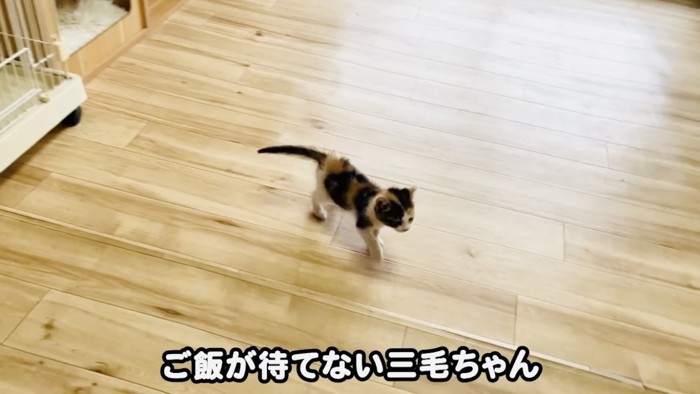 部屋の中を歩き回る子猫
