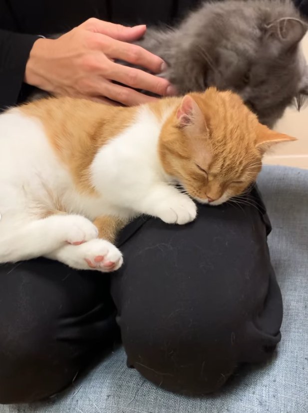 飼い主の膝の上で寝ている猫の後頭部を見つめる猫