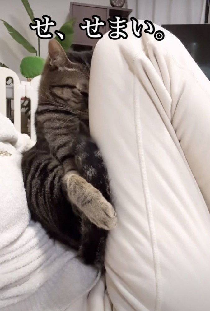 飼い主さんの膝にのっているイヴくん