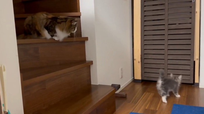階段にいる成猫とフロアの子猫