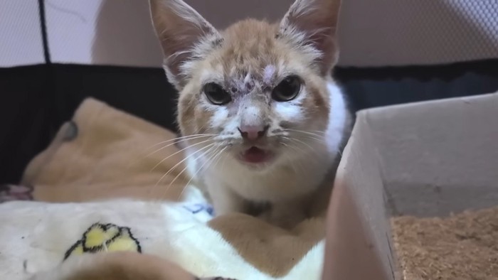 鳴き声をあげて