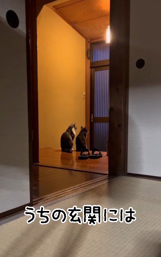 玄関で並んでいる2匹の猫
