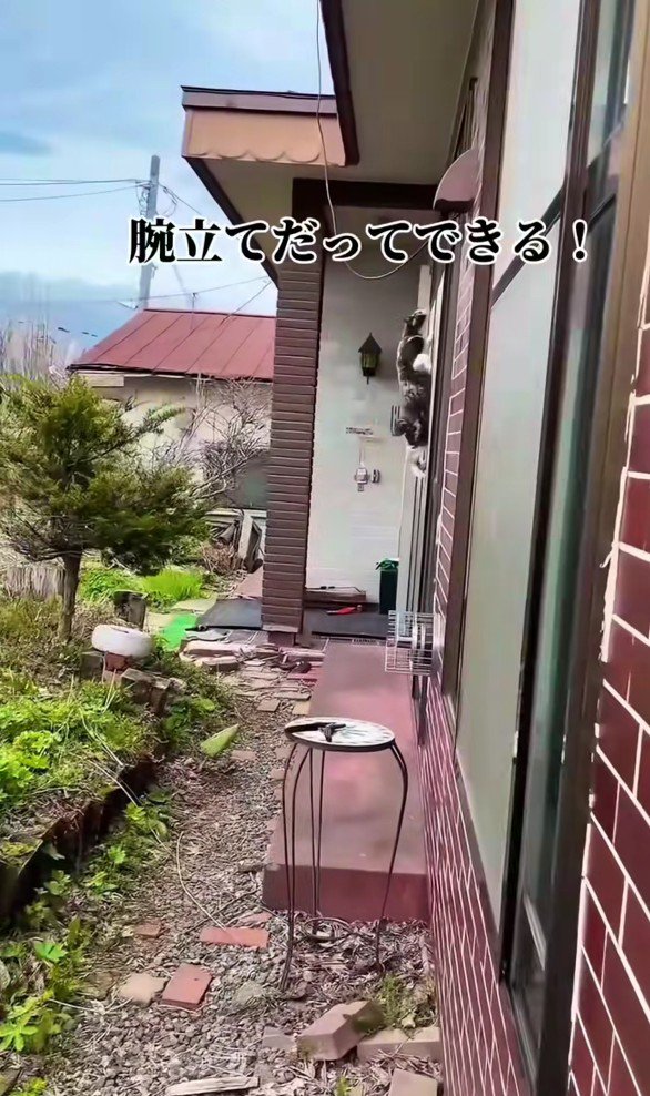 網戸を登るにゃうちゃん
