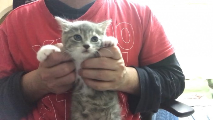 両手を持たれている猫