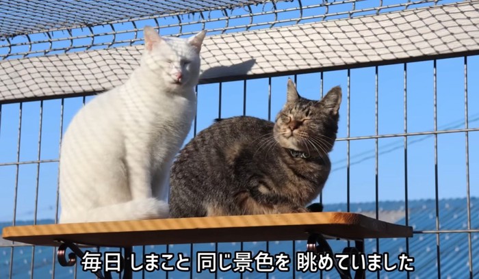 目を瞑る猫2匹