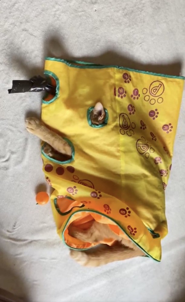 おもちゃの中で眠る猫