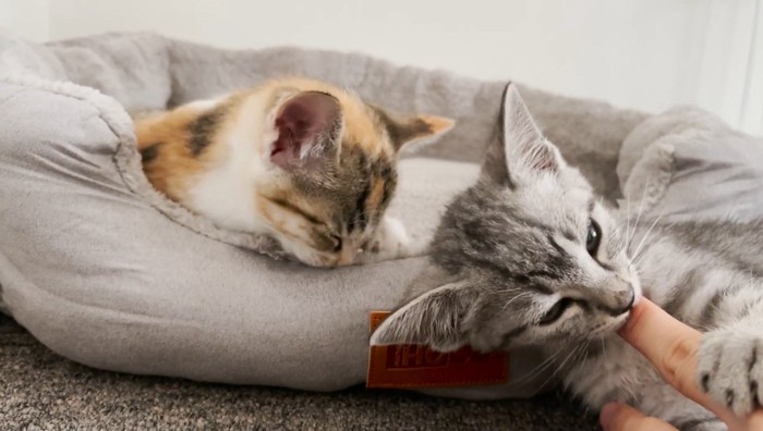 指しゃぶりする子猫とベッドにいる子猫