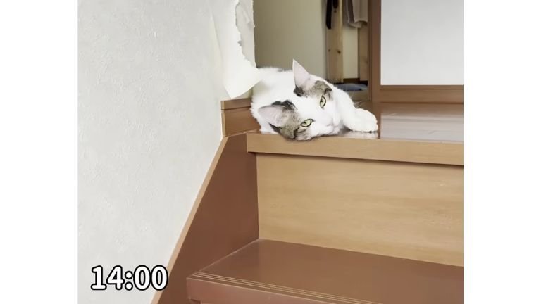 階段にいる猫