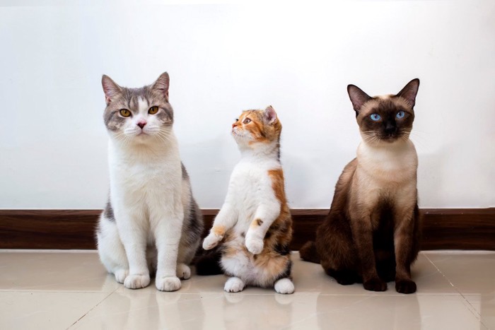並んでいる3匹の猫
