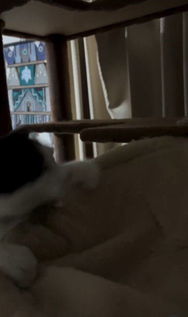 ハンモックに飛び乗っている猫