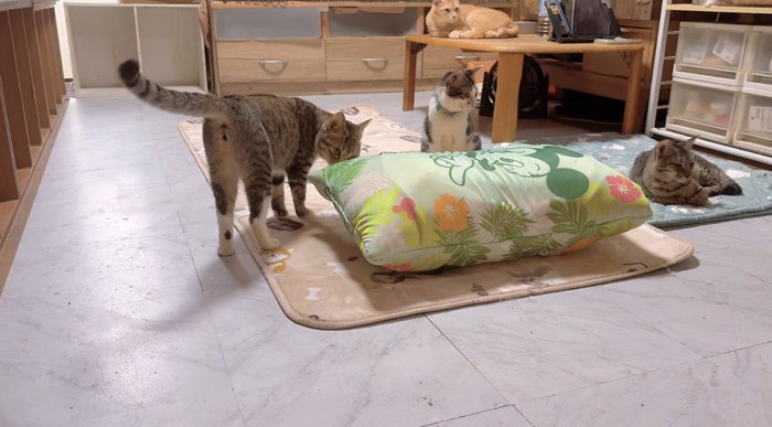 敷かれている布団と猫