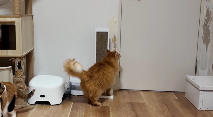 ドアの前で待つ猫
