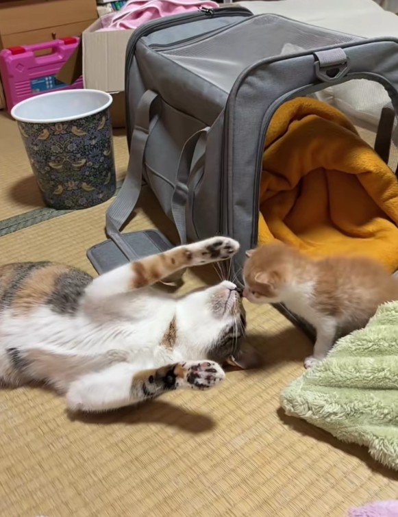 子猫と仰向けの猫