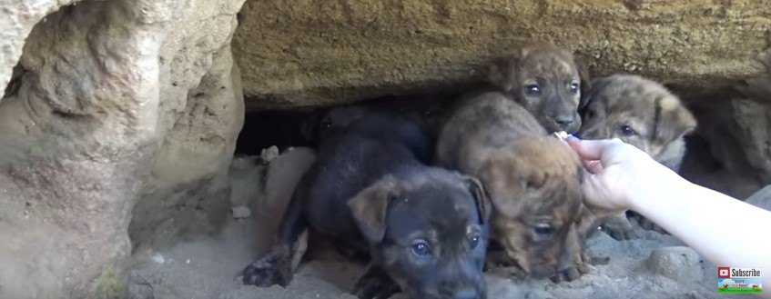 洞窟の入り口に集まる子犬たち