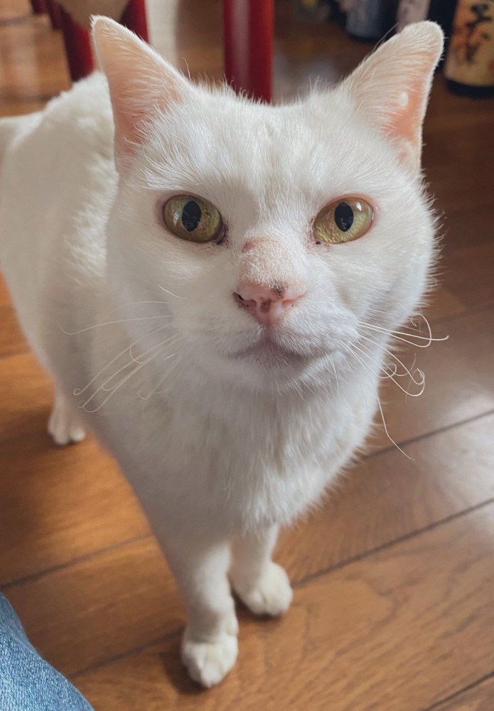 正面から見つめる猫