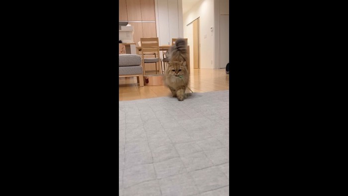 こちらに歩いてきて