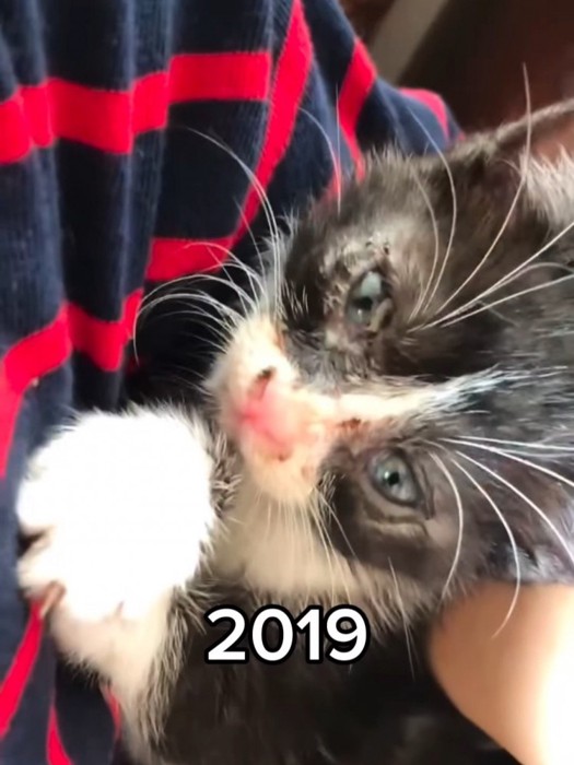 抱っこされる子猫