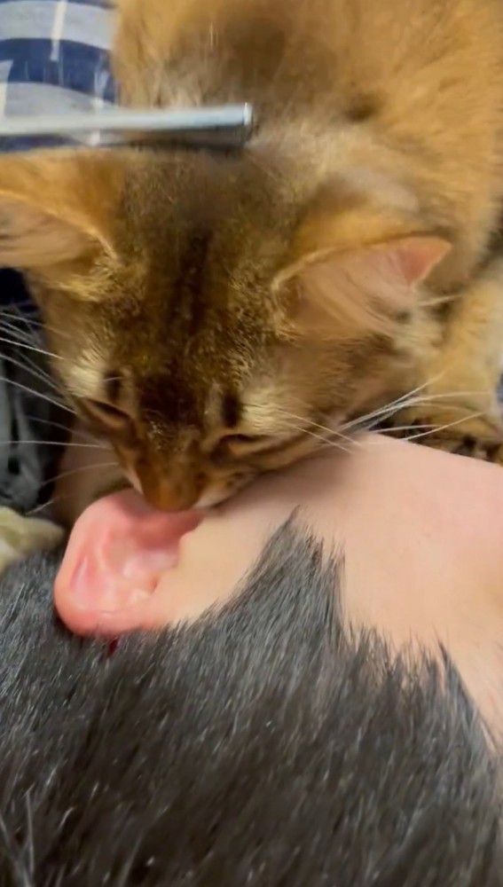 家族の耳たぶに吸い付く猫