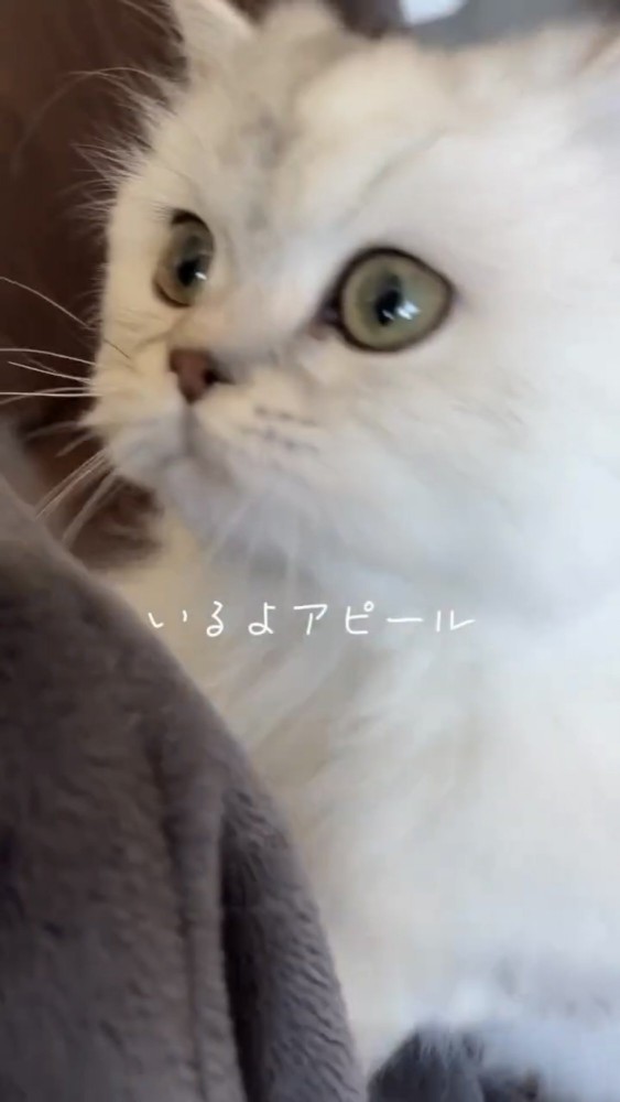 立ち上がる猫