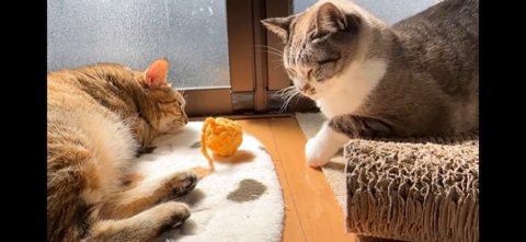 ボールと猫アップ