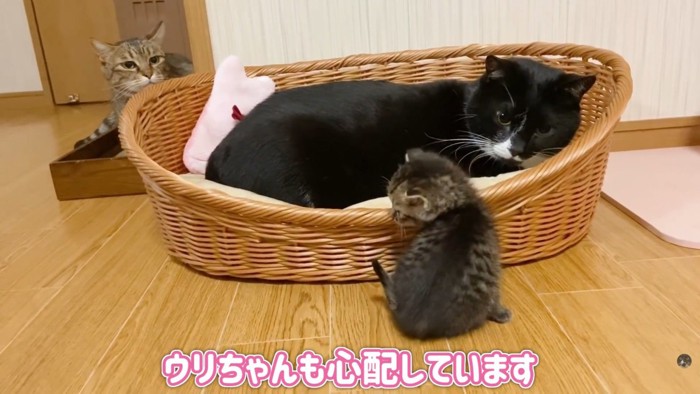 テロップ「ウリちゃんも～」