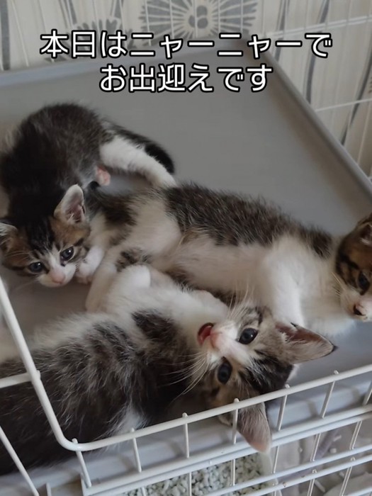 横になって鳴く子猫