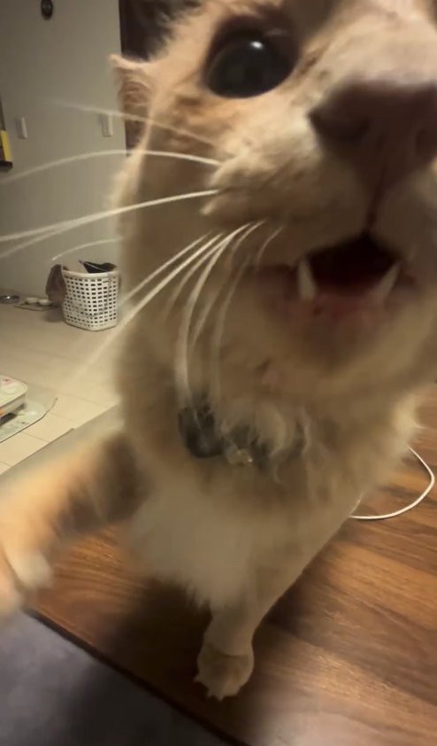 テーブルの上に立って右前足を上げている猫のアップ