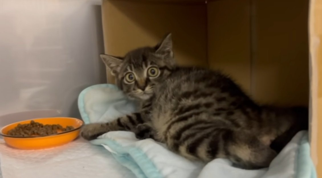 段ボールの中にいるキジトラの子猫