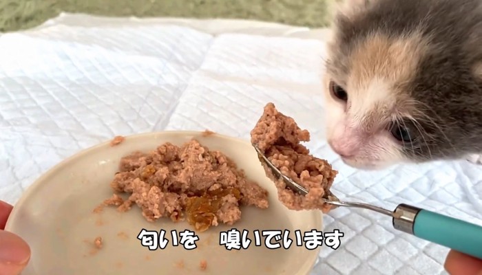 匂いを嗅いでいます