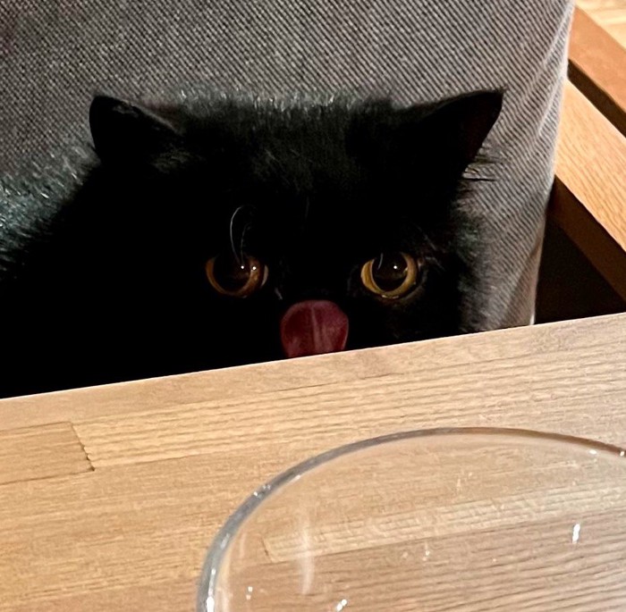 舌を出して飼い主の朝ご飯を見つめる猫