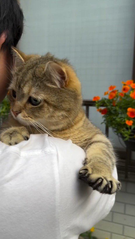 男性に抱っこされて前足を握ったり開いたりする猫