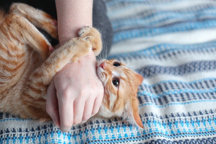 嫌がって噛む猫