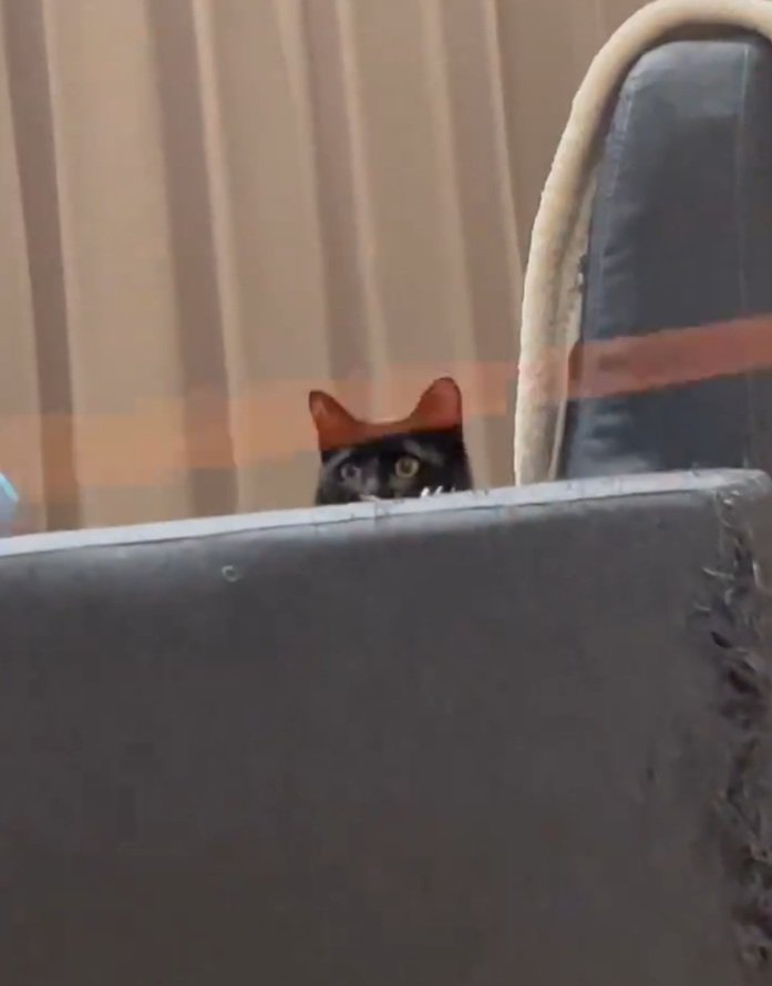 ヨーヨーを凝視する黒猫