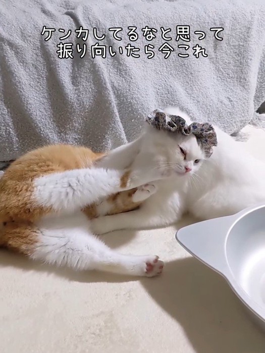 けんかしている2匹の猫