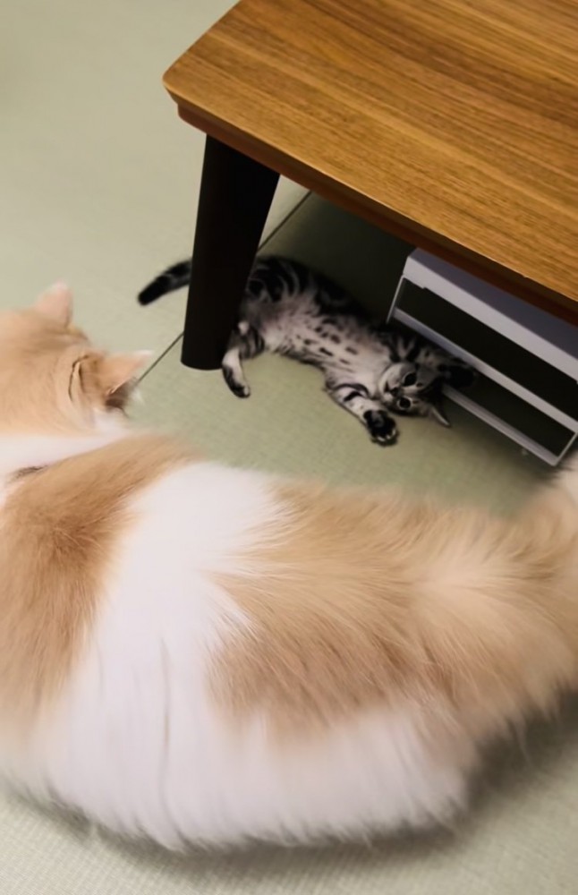 お腹を見せて転がる子猫と子猫を見つめるノルウェージャンフォレストキャット
